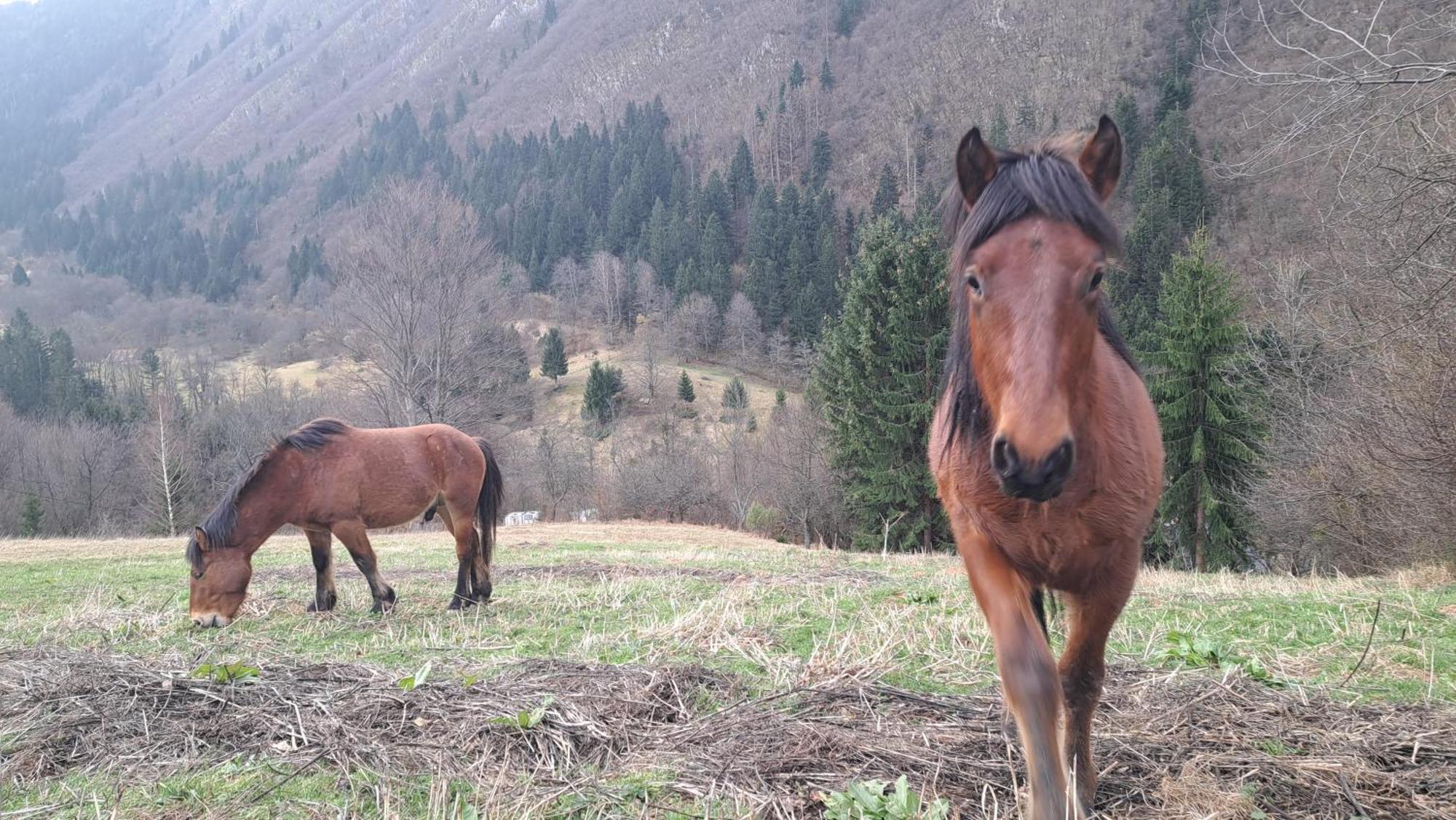 Montenegrinabih, Petrovici, Istocno Sarajewo Zewnętrze zdjęcie