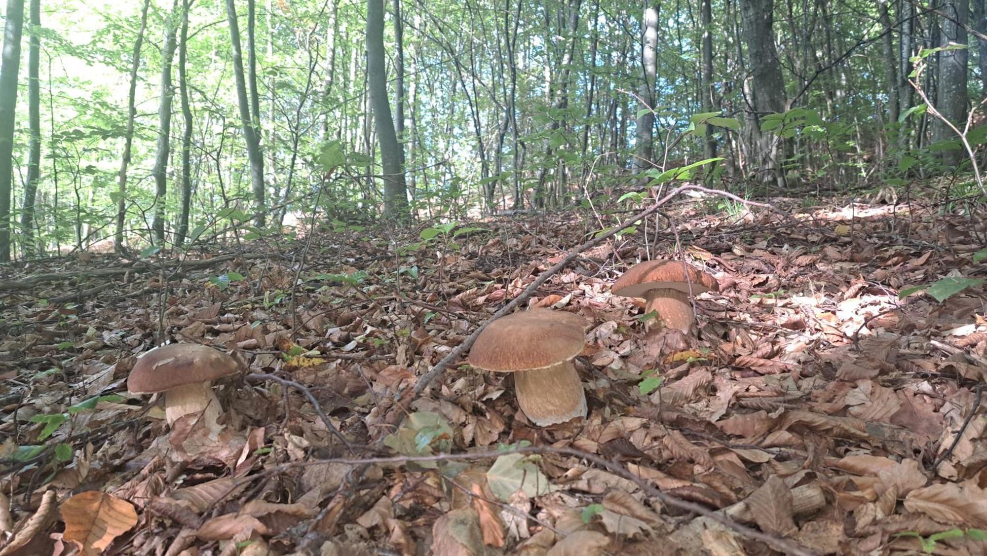 Montenegrinabih, Petrovici, Istocno Sarajewo Zewnętrze zdjęcie